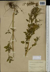 Chenopodium suecicum Murr, Eastern Europe, North-Western region (E2) (Russia)