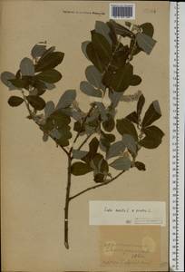 Salix aurita × cinerea, Eastern Europe, South Ukrainian region (E12) (Ukraine)