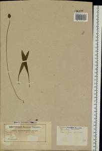 Plantago lanceolata L., Eastern Europe, Belarus (E3a) (Belarus)