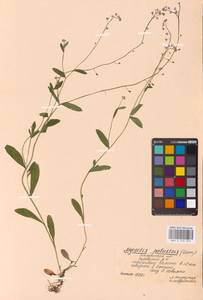 MHA 0 153 327, Myosotis scorpioides L., Eastern Europe, Central region (E4) (Russia)