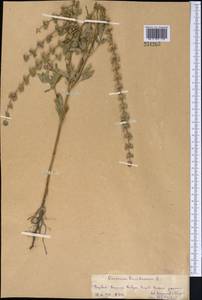 Ocimum basilicum L., Middle Asia, Pamir & Pamiro-Alai (M2) (Tajikistan)