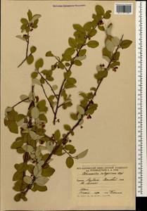 Cotoneaster integerrimus Medik., Caucasus, South Ossetia (K4b) (South Ossetia)