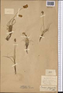 Carex physodes M.Bieb., Middle Asia, Northern & Central Kazakhstan (M10) (Kazakhstan)