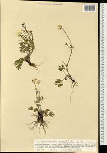 Ranunculus pedatifidus Sm., Mongolia (MONG) (Mongolia)