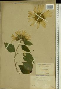 Helianthus annuus L., Eastern Europe, North Ukrainian region (E11) (Ukraine)