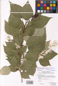 Populus tremuloides Michx., Eastern Europe, Central forest-and-steppe region (E6) (Russia)