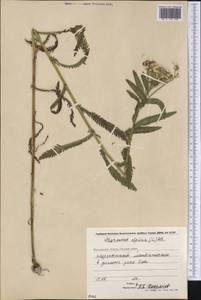 Achillea alpina subsp. alpina, Siberia, Chukotka & Kamchatka (S7) (Russia)