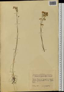 Eremogone saxatilis (L.) lkonn., Siberia, Altai & Sayany Mountains (S2) (Russia)