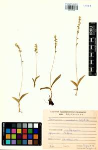 Herminium monorchis (L.) R.Br., Siberia, Baikal & Transbaikal region (S4) (Russia)