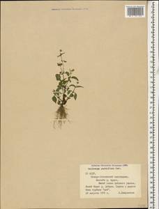 Galinsoga parviflora Cav., Caucasus, North Ossetia, Ingushetia & Chechnya (K1c) (Russia)