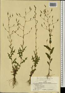 Lactuca serriola L., Eastern Europe, Central region (E4) (Russia)