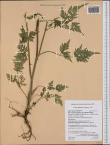 Torilis japonica (Houtt.) DC., Western Europe (EUR) (United Kingdom)
