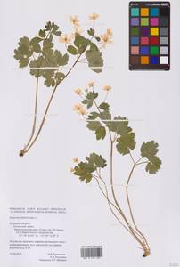 Isopyrum thalictroides L., Eastern Europe, Central region (E4) (Russia)
