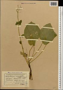 Pachyphragma macrophyllum (Hoffm.) N. Busch, Caucasus, Georgia (K4) (Georgia)