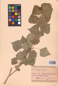 Populus nigra L., Eastern Europe, Middle Volga region (E8) (Russia)