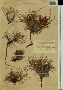 Rumex graminifolius Georgi ex Lamb., Siberia, Yakutia (S5) (Russia)