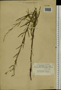 Chondrilla brevirostris Fisch. & C. A. Mey., Siberia, Altai & Sayany Mountains (S2) (Russia)