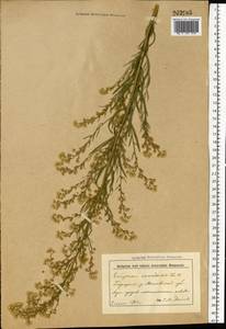 Erigeron canadensis L., Eastern Europe, Belarus (E3a) (Belarus)