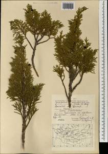 Juniperus pseudosabina Fisch. & C.A.Mey., Mongolia (MONG) (Mongolia)