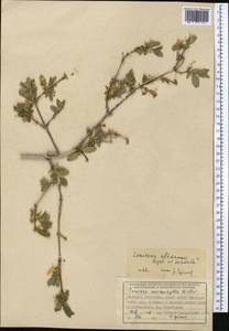 Lonicera altmannii Regel & Schmalh., Middle Asia, Western Tian Shan & Karatau (M3) (Kyrgyzstan)