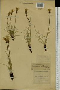 Takhtajaniantha austriaca (Willd.) Zaika, Sukhor. & N. Kilian, Siberia, Yakutia (S5) (Russia)