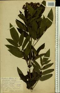 Sambucus ebulus L., Eastern Europe, Moscow region (E4a) (Russia)