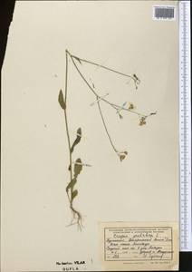 Crepis pulchra L., Middle Asia, Kopet Dag, Badkhyz, Small & Great Balkhan (M1) (Turkmenistan)