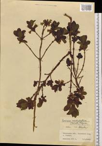 Lonicera caerulea subsp. edulis (Turcz. ex Herder) Hultén, Siberia, Russian Far East (S6) (Russia)
