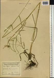 Campeiostachys dahurica (Turcz. ex Griseb.) B.R.Baum, J.L.Yang & C.Yen, Siberia, Altai & Sayany Mountains (S2) (Russia)