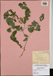Astragalus glycyphyllos L., Eastern Europe, Central region (E4) (Russia)