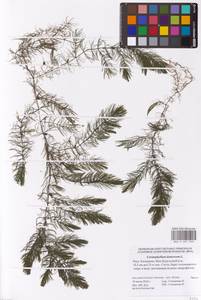 Ceratophyllum demersum L., Eastern Europe, Lower Volga region (E9) (Russia)