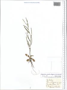 Scapiarabis saxicola (Edgew.) M. Koch, R. Karl, D. A. German & Al-Shehbaz, Middle Asia, Pamir & Pamiro-Alai (M2) (Tajikistan)