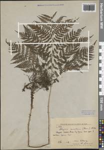 Athyrium spinulosum (Maxim.) Milde, Siberia, Russian Far East (S6) (Russia)