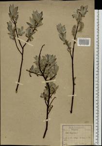 Salix lapponum L., Eastern Europe, North-Western region (E2) (Russia)
