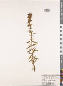 Hyssopus officinalis L., Eastern Europe, Central region (E4) (Russia)