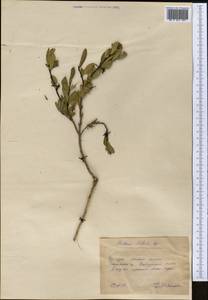 Wikstroemia alberti (Regel) Mottet, Middle Asia, Pamir & Pamiro-Alai (M2) (Uzbekistan)