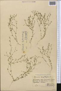 Arenaria leptoclados, Middle Asia, Dzungarian Alatau & Tarbagatai (M5) (Kazakhstan)
