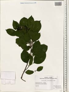 Cornus alba L., Eastern Europe, Moscow region (E4a) (Russia)