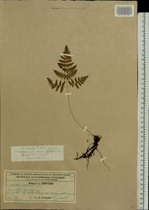 Gymnocarpium robertianum (Hoffm.) Newman, Eastern Europe, Central region (E4) (Russia)