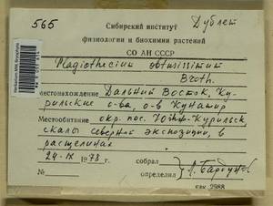 Plagiothecium obtusissimum Broth., Bryophytes, Bryophytes - Russian Far East (excl. Chukotka & Kamchatka) (B20) (Russia)