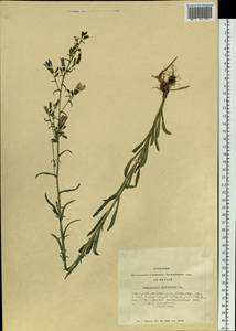 Campanula sibirica L., Siberia, Altai & Sayany Mountains (S2) (Russia)