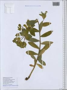 Euphorbia procera M.Bieb., Caucasus, Black Sea Shore (from Novorossiysk to Adler) (K3) (Russia)