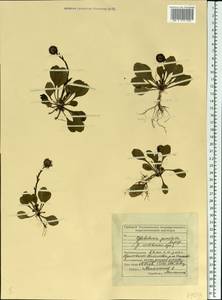 Globularia bisnagarica L., Eastern Europe, Middle Volga region (E8) (Russia)
