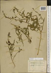 Blitum virgatum subsp. virgatum, Eastern Europe, Central forest-and-steppe region (E6) (Russia)