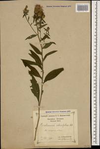 Centaurea phrygia subsp. salicifolia (M. Bieb. ex Willd.) Mikheev, Caucasus, Black Sea Shore (from Novorossiysk to Adler) (K3) (Russia)