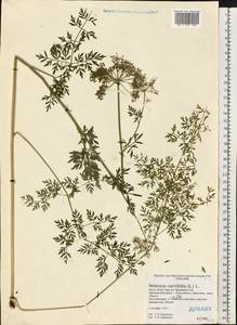 Selinum carvifolia (L.) L., Eastern Europe, Northern region (E1) (Russia)