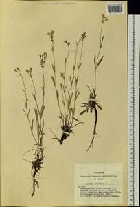 Silene orientalimongolica Kozhevn., Siberia, Altai & Sayany Mountains (S2) (Russia)