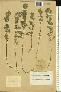 Artemisia pontica L., Eastern Europe, Eastern region (E10) (Russia)