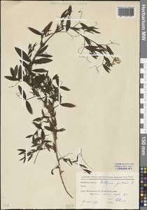 Lathyrus pratensis L., Eastern Europe, Moscow region (E4a) (Russia)