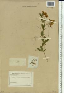 Lathyrus tuberosus L., Siberia, Altai & Sayany Mountains (S2) (Russia)